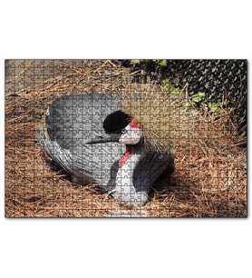 Cakapuzzle Kuru Otlarda Oturan Siyah Tepeli Gri Kuş  Puzzle Yapboz MDF (Ahşap) (500 Parça)