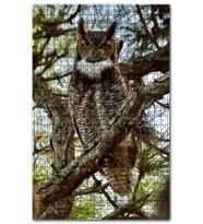 Cakapuzzle Dallar Arasındaki Baykuş Puzzle Yapboz MDF (Ahşap) (500 Parça)