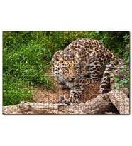 Cakapuzzle Çayırdaki Leopar Pusuda  Puzzle Yapboz MDF (Ahşap) (1000 Parça)