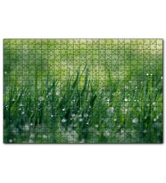 Cakapuzzle Çimenler ve Su Damlaları  Puzzle Yapboz MDF (Ahşap) (1000 Parça)