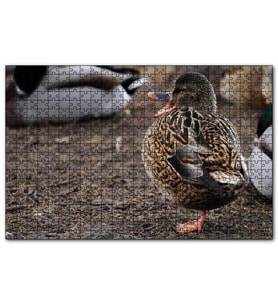 Cakapuzzle Tek Ayak Üzerinde Duran Ördek Yavrusu  Puzzle Yapboz MDF (Ahşap) (255 Parça)