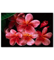 Cakapuzzle Büyük Kırmızı Yapraklı Plumeria Çiçeği Puzzle Yapboz MDF (Ahşap) (255 Parça)