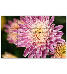Cakapuzzle Sarı Pembe Çiçek Yakın Çekim Flu Arkaplan Puzzle Yapboz MDF (Ahşap) (255 Parça)