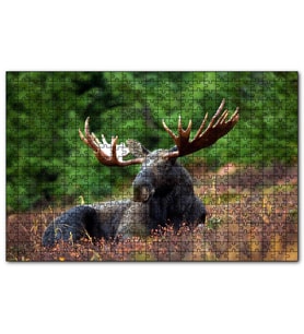Cakapuzzle Çayırda Dinlenen Sığın (Mus)  Puzzle Yapboz MDF (Ahşap) (500 Parça)