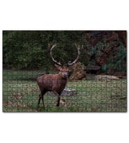 Cakapuzzle Ormandaki Erkek Geyik  Puzzle Yapboz MDF (Ahşap) (500 Parça)