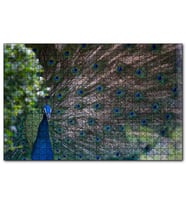 Cakapuzzle Tavuskuşu ve Harikulade Tüyleri  Puzzle Yapboz MDF (Ahşap) (1000 Parça)