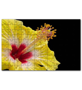 Cakapuzzle Sarı Gülhatmi Çiçeği Yakın Çekim Puzzle Yapboz MDF (Ahşap) (500 Parça)