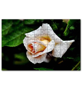 Cakapuzzle Sarı Beyaz Gül Yakın Çekim Puzzle Yapboz MDF (Ahşap) (255 Parça)