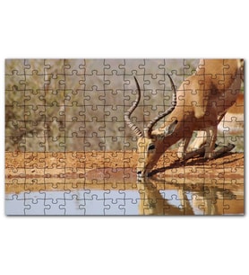 Cakapuzzle Savanada Diz Çökmüş Su İçen İmpala Puzzle Yapboz MDF (Ahşap) (255 Parça)