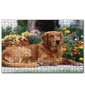 Cakapuzzle Kahverengi Golden Rertriever ve Çiçekler  Puzzle Yapboz MDF (Ahşap) (255 Parça)