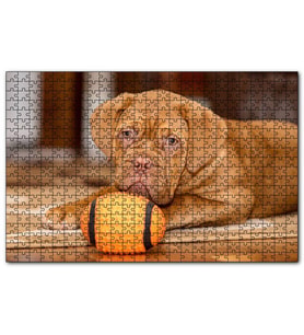 Cakapuzzle Kahverengi Boxer Yavrusu ve Turuncu Topu  Puzzle Yapboz MDF (Ahşap) (1000 Parça)