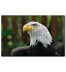 Cakapuzzle Akbaşlı Kartal Yakın Plan  Puzzle Yapboz MDF (Ahşap) (500 Parça)