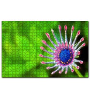 Cakapuzzle Güney Afrika Papatyası Görseli  Puzzle Yapboz MDF (Ahşap) (1000 Parça)