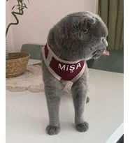 KEDİ TASMASI İSME ÖZEL (Bordo)