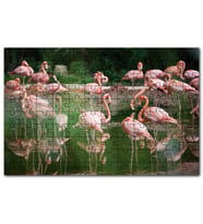 Cakapuzzle Durgun Gölde Beslenen Flamingolar Puzzle Yapboz MDF (Ahşap) (500 Parça)
