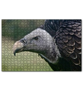 Cakapuzzle Gri Başlı Siyah Akbaba Yakın Çekim  Puzzle Yapboz MDF (Ahşap) (1000 Parça)