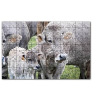 Cakapuzzle Çayırda Gri İnekler ve Sevimli Buzağı Puzzle Yapboz MDF (Ahşap) (500 Parça)