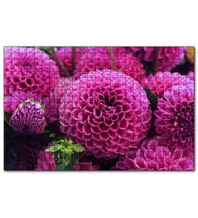 Cakapuzzle Pembe Dahlia Çiçekleri  Puzzle Yapboz MDF (Ahşap) (255 Parça)