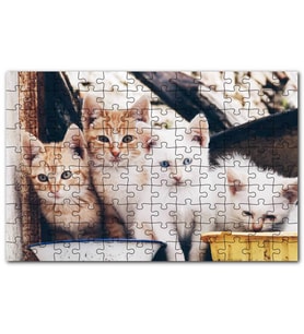 Cakapuzzle Eski Pencerede Sarı ve Beyaz Yavru Kediler Puzzle Yapboz MDF (Ahşap) (500 Parça)