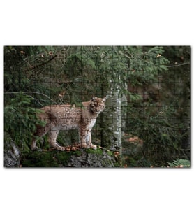 Cakapuzzle Ormanda Yosunlu Kayanın Üzerindeki Vaşak Puzzle Yapboz MDF (Ahşap) (500 Parça)