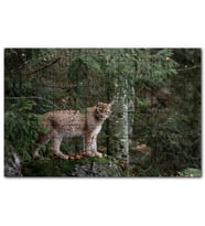 Cakapuzzle Ormanda Yosunlu Kayanın Üzerindeki Vaşak Puzzle Yapboz MDF (Ahşap) (500 Parça)