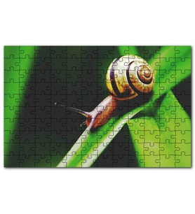 Cakapuzzle Yeşil Yaprak Üzerinde Salyangoz Yakın Çekim Puzzle Yapboz MDF (Ahşap) (500 Parça)
