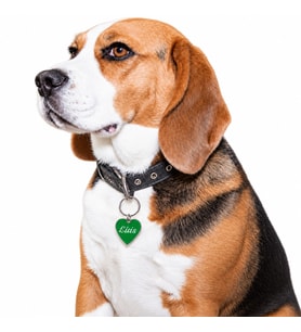 Kalp Şeklinde Metal Pet Künye - Kedi veya Köpek İçin (Yeşil)