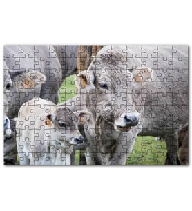 Cakapuzzle Çayırda Gri İnekler ve Sevimli Buzağı Puzzle Yapboz MDF (Ahşap) (1000 Parça)
