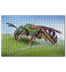 Cakapuzzle Yaprağın Üzerindeki Yaban Arısı Makro Çekim  Puzzle Yapboz MDF (Ahşap) (1000 Parça)