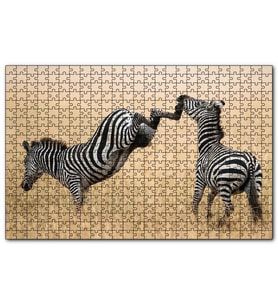 Cakapuzzle Zebranın Tehlikeli Tekmesi  Puzzle Yapboz MDF (Ahşap) (500 Parça)
