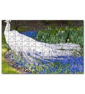 Cakapuzzle Beyaz Tavus Kuşu Görseli Puzzle Yapboz MDF (Ahşap) (255 Parça)
