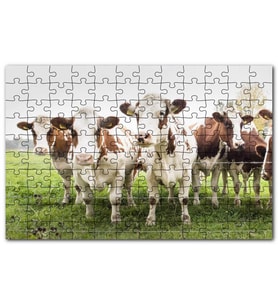 Cakapuzzle Çayırda Tel Örgünün Kenarında İnekler Puzzle Yapboz MDF (Ahşap) (500 Parça)