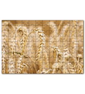 Cakapuzzle Eğilmiş Buğday Başakları Yakın Çekim Puzzle Yapboz MDF (Ahşap) (255 Parça)