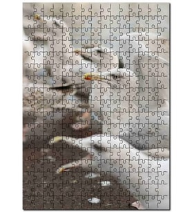 Cakapuzzle Deniz Kuşları Yaban Hayatı Martılar Görseli Puzzle Yapboz MDF (Ahşap) (1000 Parça)