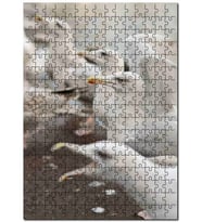 Cakapuzzle Deniz Kuşları Yaban Hayatı Martılar Görseli Puzzle Yapboz MDF (Ahşap) (1000 Parça)