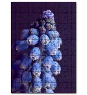 Cakapuzzle Eşsiz Güzellikteki Mor Sümbül Puzzle Yapboz MDF (Ahşap) (1000 Parça)