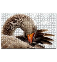Cakapuzzle Kanadını Temizleyen Kahverengi Kaz Görseli  Puzzle Yapboz MDF (Ahşap) (255 Parça)