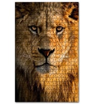Cakapuzzle Saldırıya Hazır Erkek Aslan Yakın Çekim Puzzle Yapboz MDF (Ahşap) (1000 Parça)
