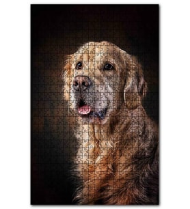 Cakapuzzle Güzel Golden Retriever Köpek Resimleri Puzzle Yapboz MDF (Ahşap) (1000 Parça)