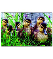 Cakapuzzle Çayırda Ördek Yavruları  Puzzle Yapboz MDF (Ahşap) (500 Parça)