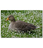 Cakapuzzle Beyaz Papatyalar Arasındaki Kaz  Puzzle Yapboz MDF (Ahşap) (1000 Parça)