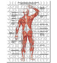 Cakapuzzle İnsan Anatomusi Arka Kas Sistemi  Puzzle Yapboz MDF (Ahşap) (500 Parça)