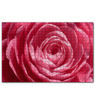 Cakapuzzle Pembe Gül Makro  Puzzle Yapboz MDF (Ahşap) (255 Parça)