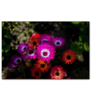 Cakapuzzle  Afrika Papatyaları  Puzzle Yapboz MDF (Ahşap) (1000 Parça)