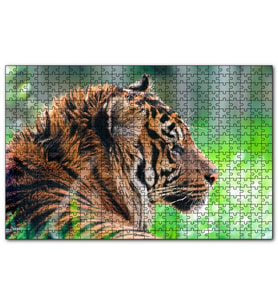 Cakapuzzle Sumatra Kaplanı Yakın Plan  Puzzle Yapboz MDF (Ahşap) (500 Parça)