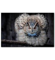 Cakapuzzle Daldaki Kartal Baykuşu ve Muhteşem Tüyleri Puzzle Yapboz MDF (Ahşap) (1000 Parça)