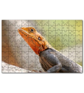 Cakapuzzle Turuncu Başlı Kertenkele Yakın Çekim Puzzle Yapboz MDF (Ahşap) (255 Parça)