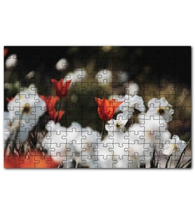 Cakapuzzle Beyaz ve Kırmızı Gelincikler Flu Arkaplan Puzzle Yapboz MDF (Ahşap) (500 Parça)