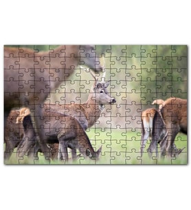 Cakapuzzle Çayırda Otlayan Ren Geyikleri Puzzle Yapboz MDF (Ahşap) (255 Parça)
