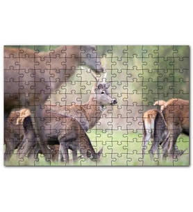 Cakapuzzle Çayırda Otlayan Ren Geyikleri Puzzle Yapboz MDF (Ahşap) (1000 Parça)
